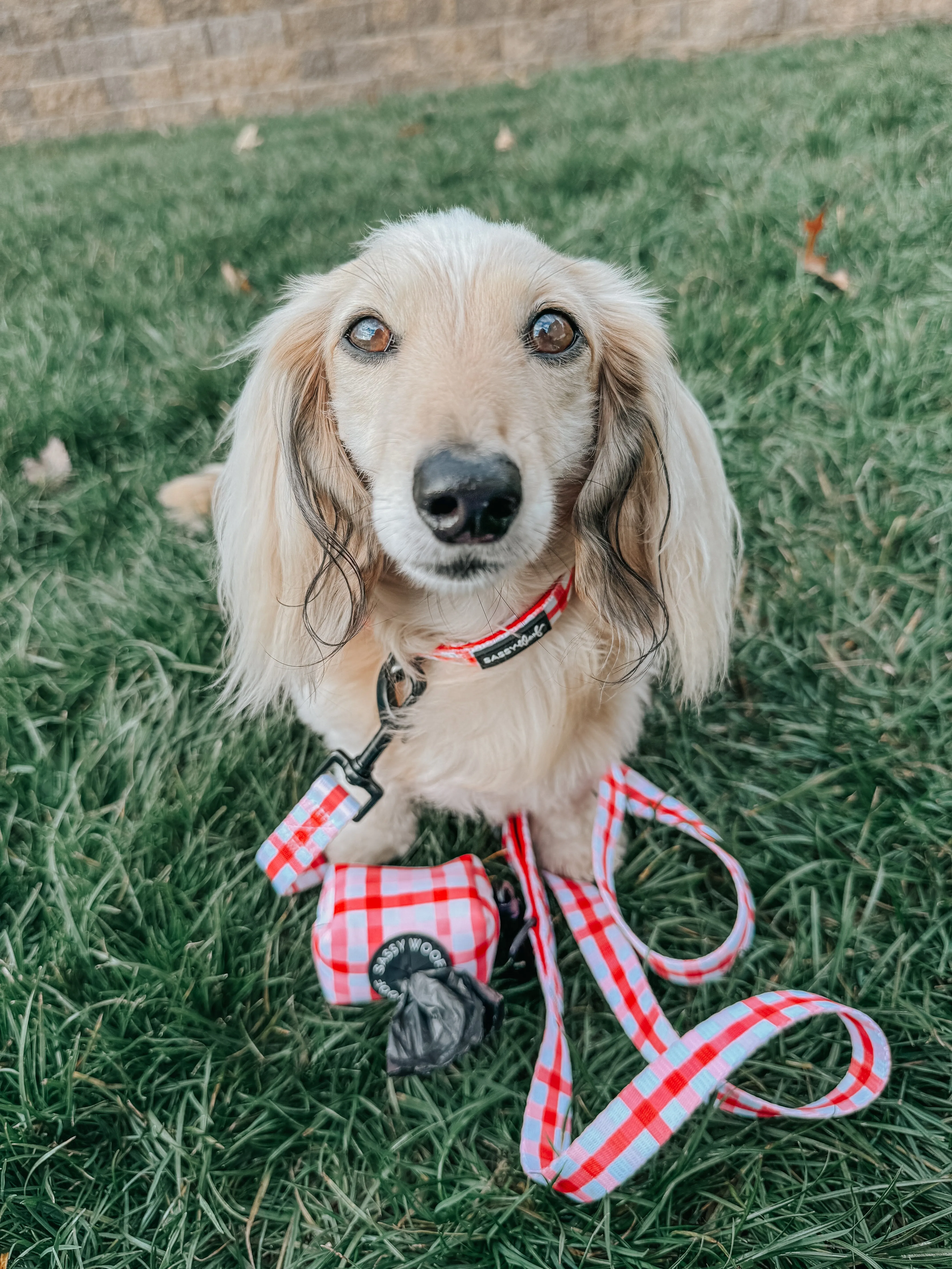 Dog Collar - Picnic Fur Two