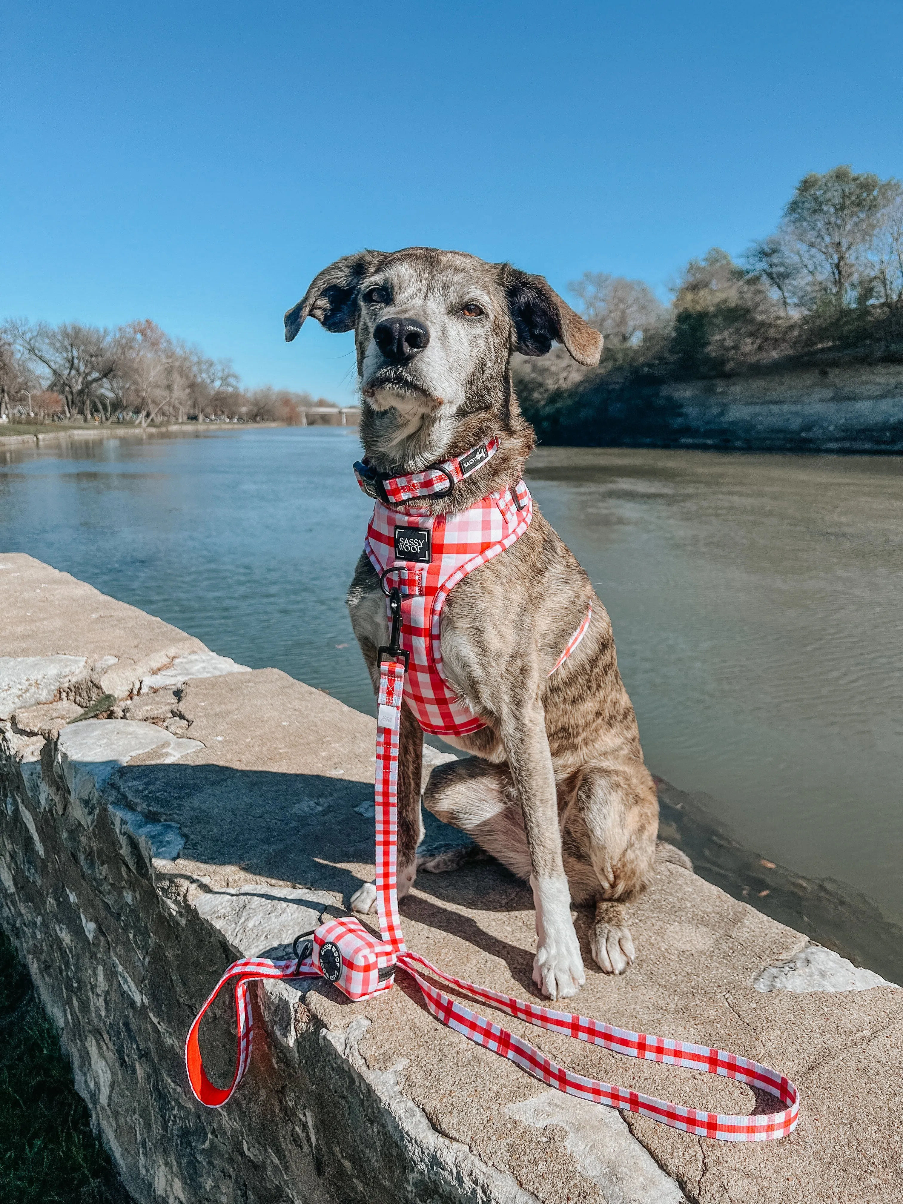 Dog Collar - Picnic Fur Two