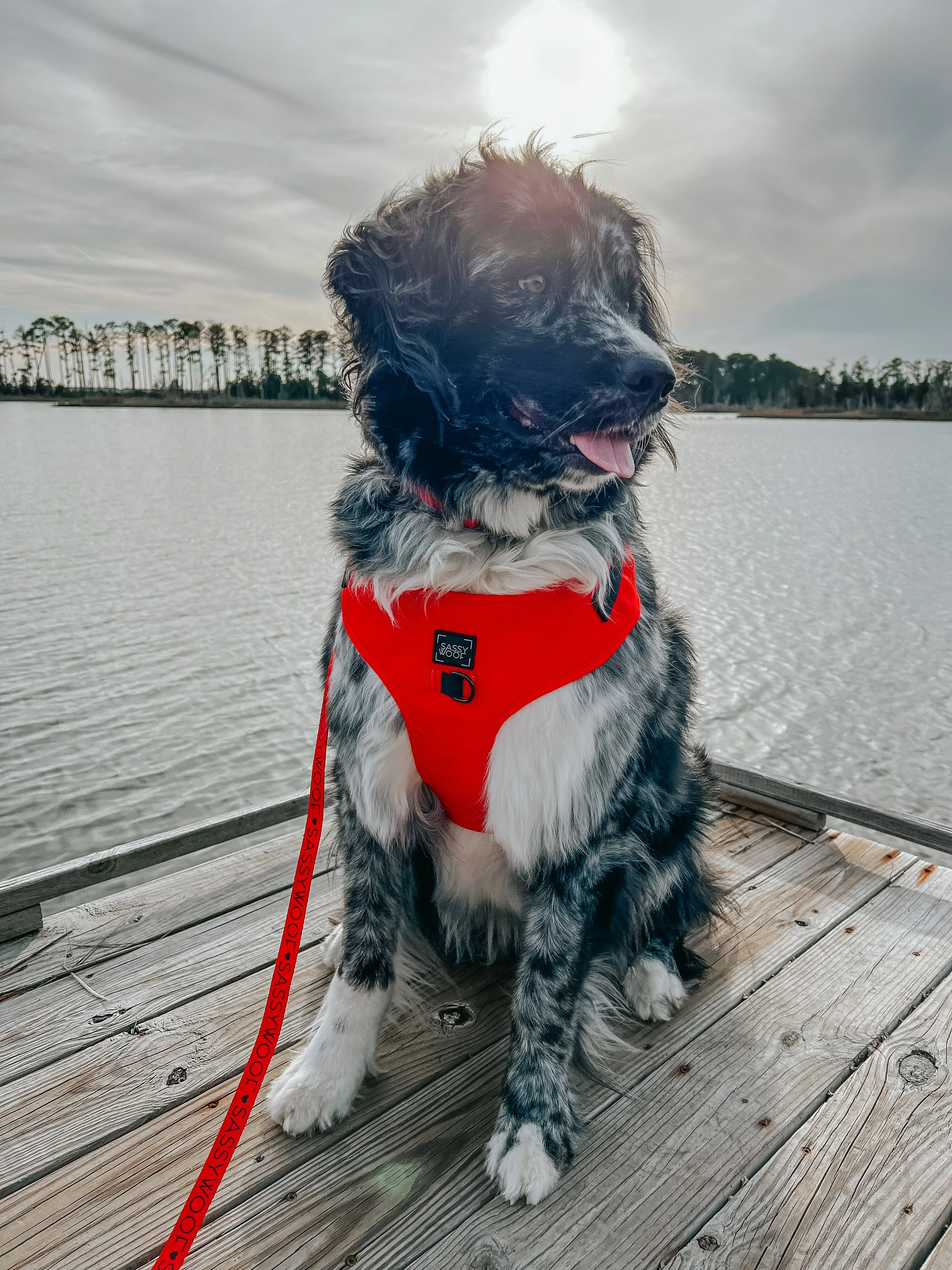 Dog Leash - Neon Red