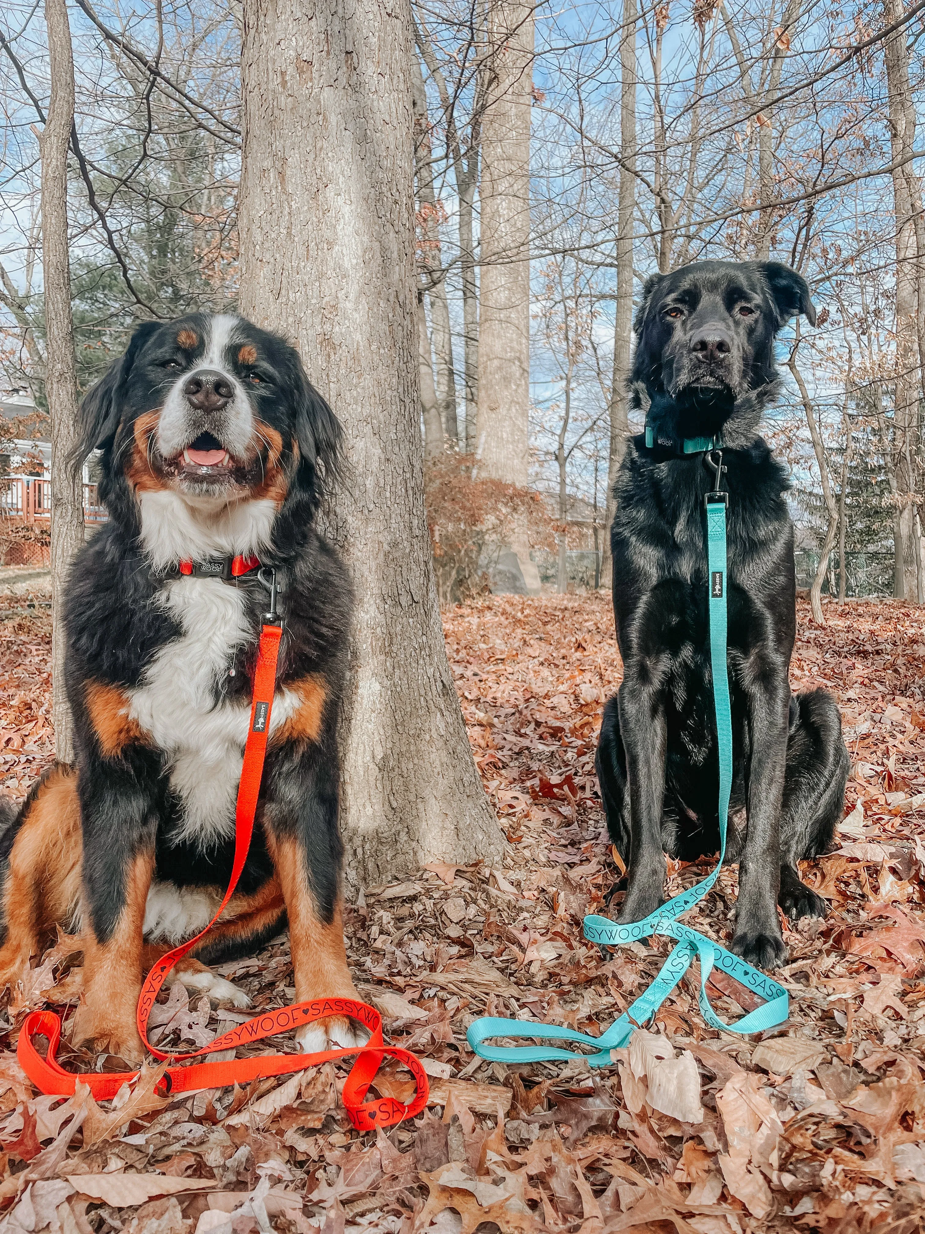 Dog Leash - Neon Red