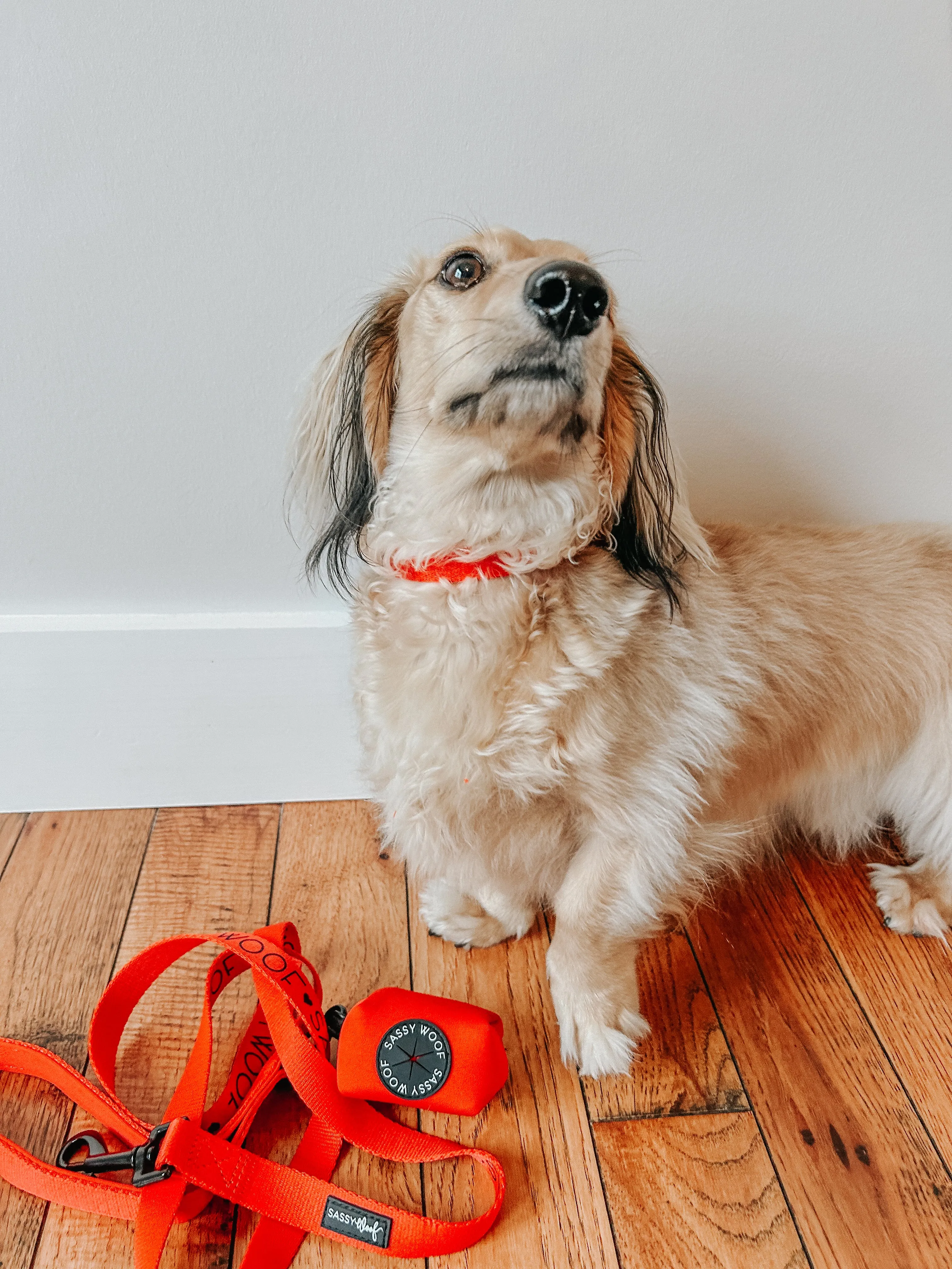 Dog Leash - Neon Red