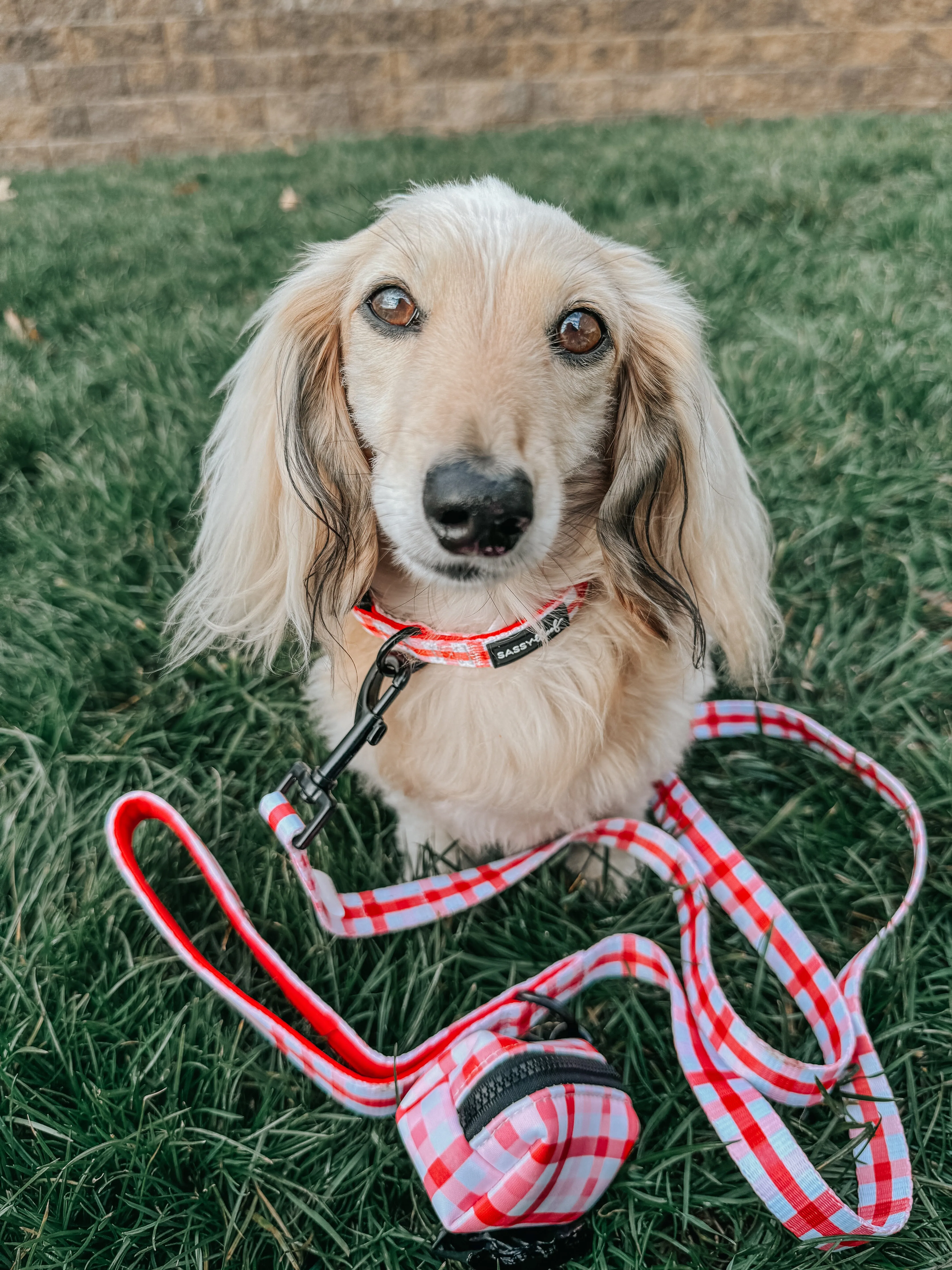 Dog Leash - Picnic Fur Two